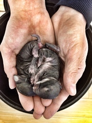 Oryctolagus cuniculus