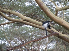 Colobus guereza matschiei