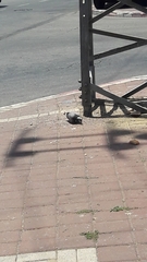 Columba livia domestica