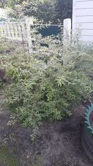 Aloysia gratissima