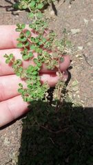 Euphorbia serpens
