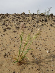 Cenchrus pennisetiformis