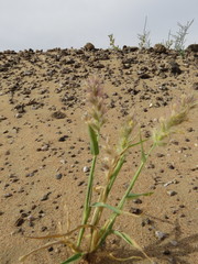 Cenchrus pennisetiformis