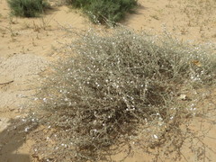 Convolvulus prostratus