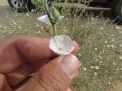 Convolvulus prostratus