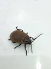 Galeruca tanaceti tanaceti
