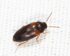 Hallomenus scapularis
