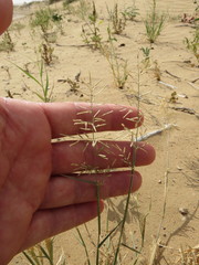 Eragrostis barrelieri