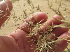 Eragrostis barrelieri