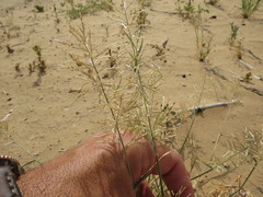 Eragrostis barrelieri