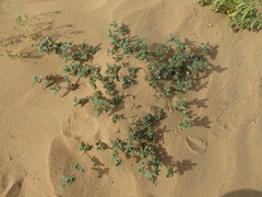 Gisekia pharnaceoides