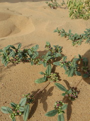 Gisekia pharnaceoides