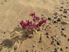 Gisekia pharnaceoides