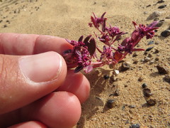 Gisekia pharnaceoides