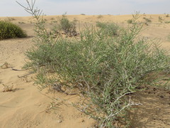 Haloxylon salicornicum