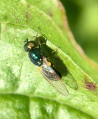 Microchrysa polita
