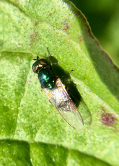 Microchrysa polita