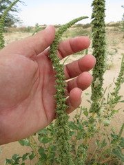 Reseda aucheri