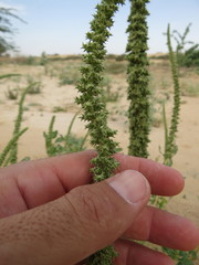Reseda aucheri