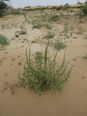 Reseda aucheri