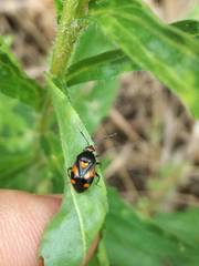Deraeocoris schach
