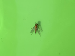 Condylostylus caudatus