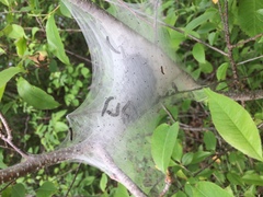 Malacosoma americana