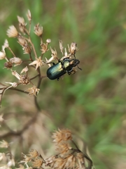 Platycerus caprea