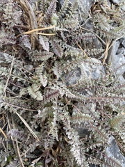 Pedicularis semibarbata charlestonensis