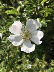 Rosa arvensis