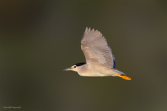 Nycticorax nycticorax
