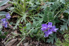 Vicia olchonensis
