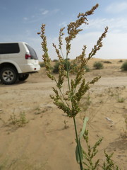Panicum antidotale