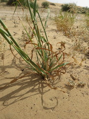 Panicum antidotale