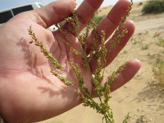 Panicum antidotale