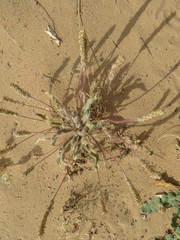 Plantago boissieri