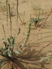 Plantago boissieri