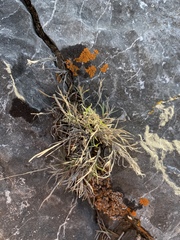 Muhlenbergia thurberi
