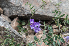 Vicia olchonensis