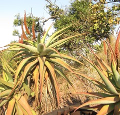 Aloe candelabrum