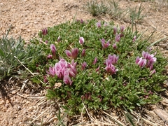 Trifolium nanum