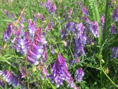 Vicia villosa varia