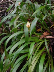 Maxillaria egertoniana