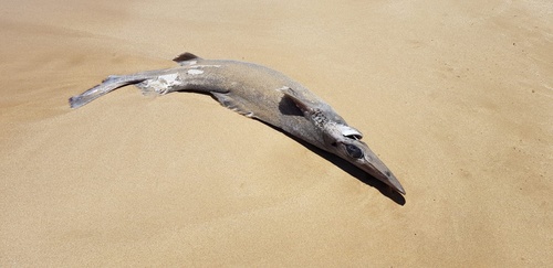 Birdbeak dogfish (Deania calcea) — Centrophoridae — 4