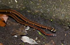 Sinomicrurus sauteri