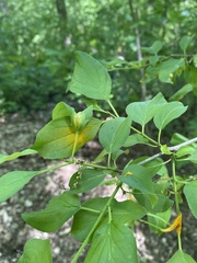 Puccinia coronata