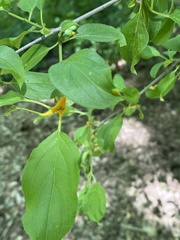Puccinia coronata
