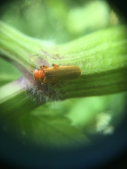 Cantharis cryptica
