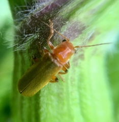 Cantharis cryptica