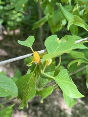 Puccinia coronata